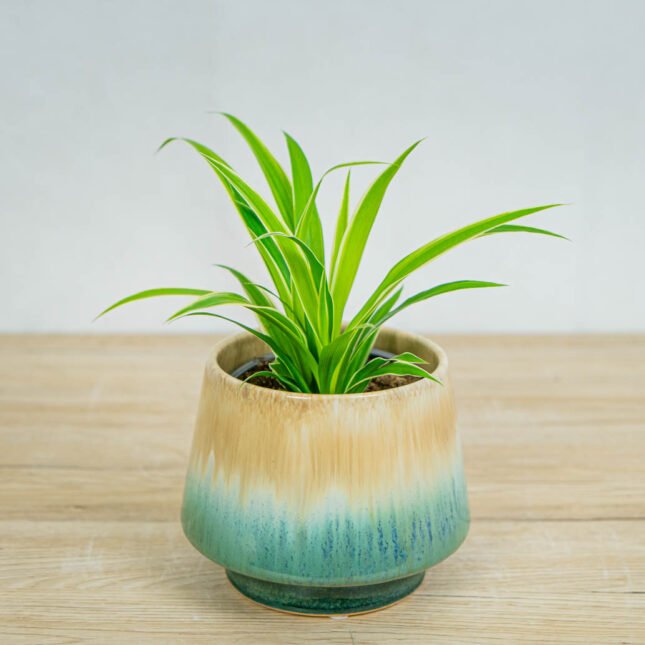 Mała Szklarnia Zielistka-baby-chlorophytum-comosum-irish