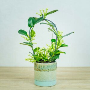 stefanotis-bukietowy-stephanotis-floribunda
