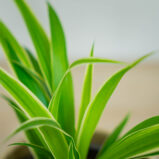 Zielistka-baby-chlorophytum-comosum-irish