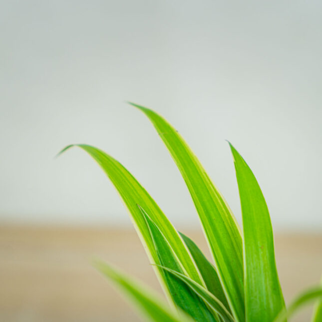 Mała Szklarnia Zielistka-baby-chlorophytum-comosum-irish