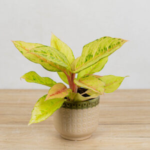 aglaonema-chartreuse-pretty