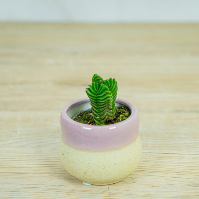 crassula-buddhas-temple crassula-buddhas-temple
