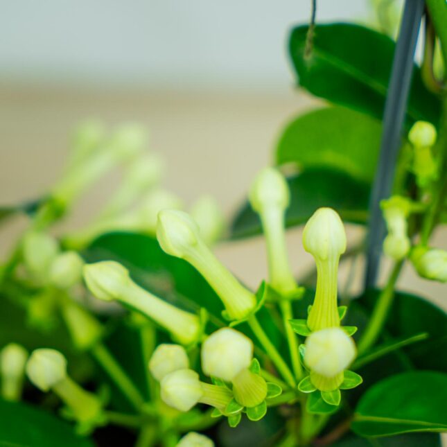 stefanotis-bukietowy-stephanotis-floribunda stefanotis-bukietowy-stephanotis-floribunda