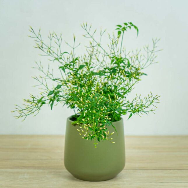 Mała Szklarnjasmin-jasminum-polyanthumia jasmin-jasminum-polyanthum