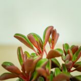 peperomia-graveolens