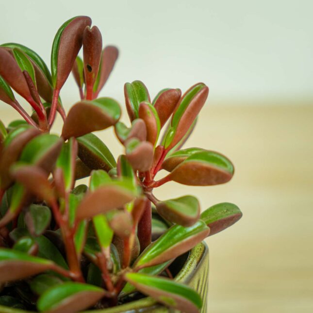 Mała Szklarnia peperomia-graveolens