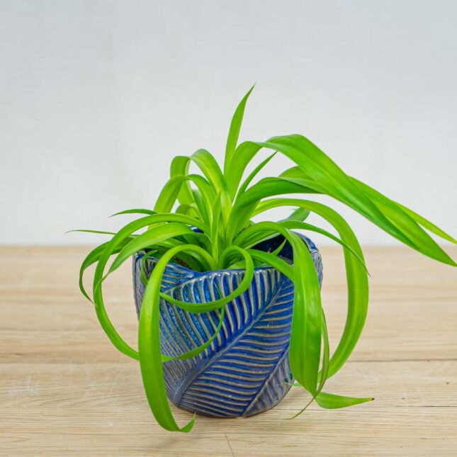 Mała Szklarnia zielistka-green-bonnie-chlorophytum-comosum