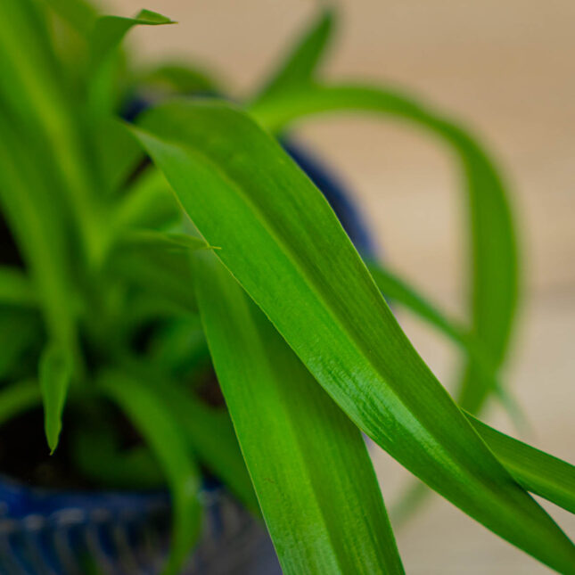 Mała Szklarnia zielistka-green-bonnie-chlorophytum-comosum