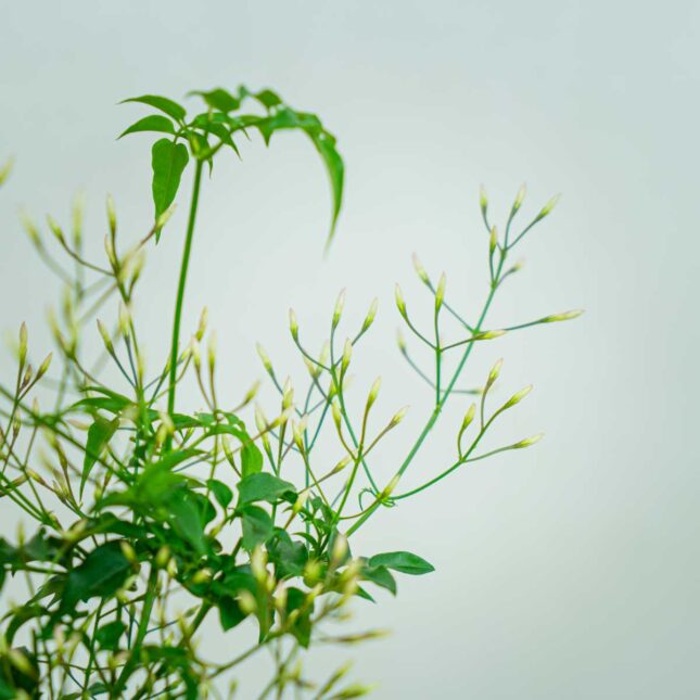 Mała Szklarnia jasmin-jasminum-polyanthum