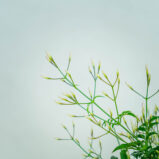 jasmin-jasminum-polyanthum
