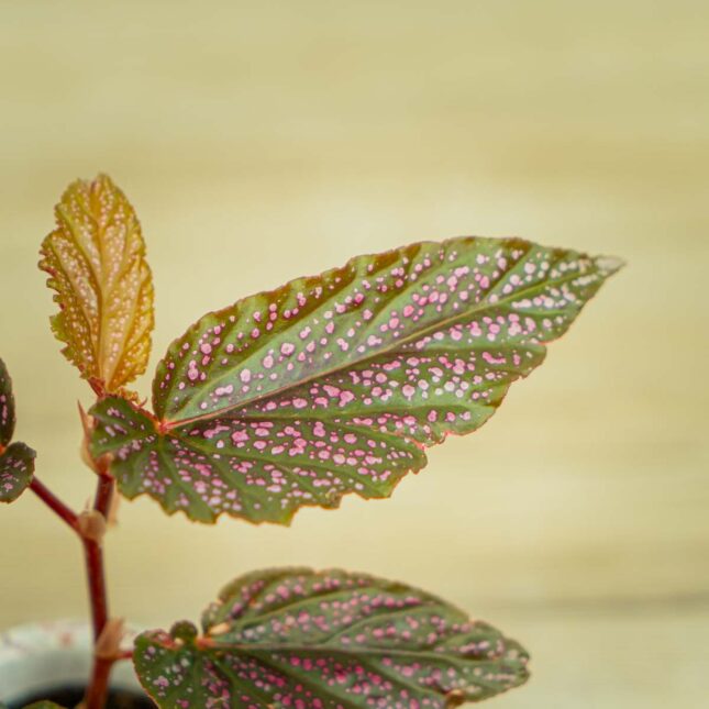 Mała Szklarnia begonia-polka-dot-pink-benigo