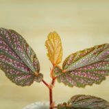 begonia-polka-dot-pink-benigo