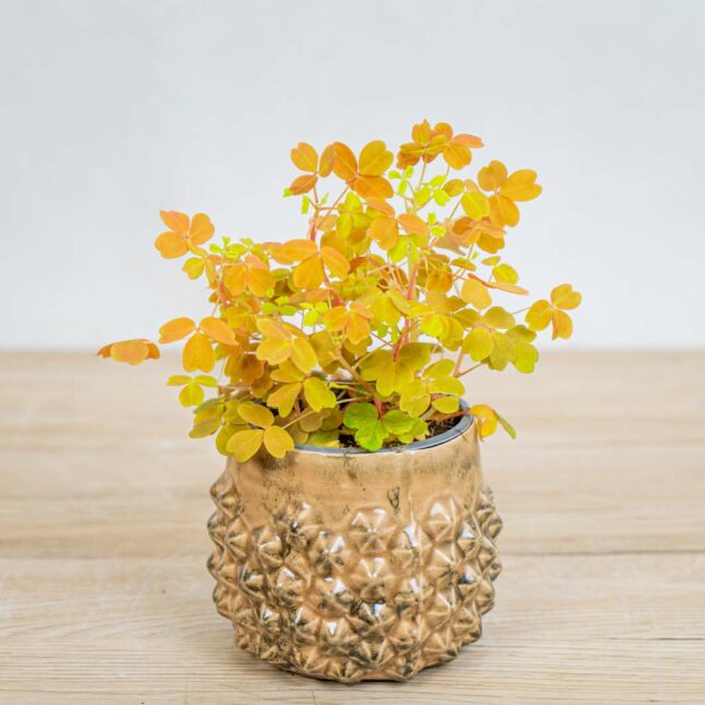 Mała Szklarnia Szczawik-gold-oxalis-vulcanicola