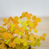 Szczawik-gold-oxalis-vulcanicola