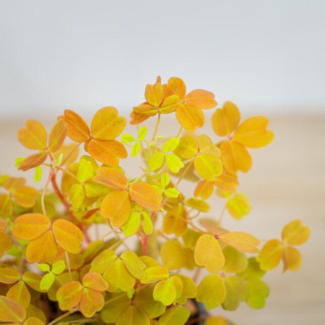 Mała Szklarnia Szczawik-gold-oxalis-vulcanicola