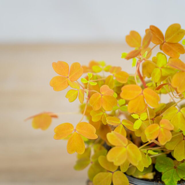 Mała Szklarnia Szczawik-gold-oxalis-vulcanicola