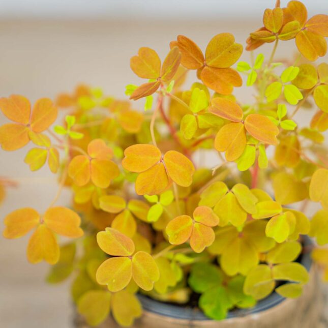 Mała Szklarnia Szczawik-gold-oxalis-vulcanicola