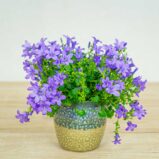 dzwonek-dalmatynski-fioletowy-campanula-portenschlagiana