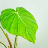 Philodendron-mcDowell