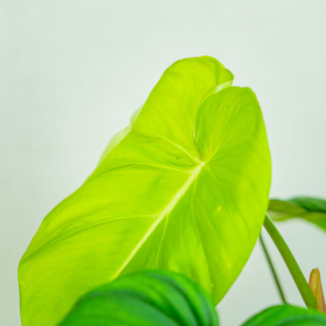 Mała Szklarnia Philodendron-mcDowell