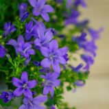 dzwonek-dalmatynski-fioletowy-campanula-portenschlagiana