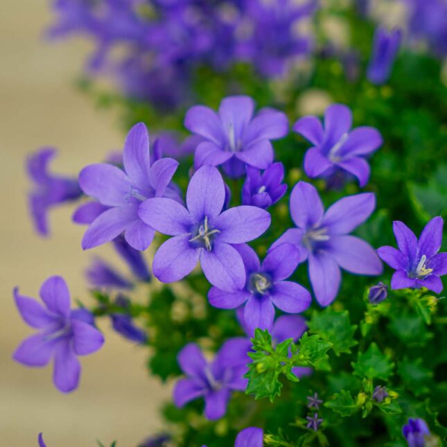 Mała Szklarnia dzwonek-dalmatynski-fioletowy-campanula-portenschlagiana