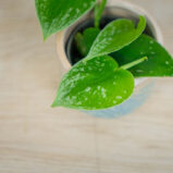 scindapsus-pictus-silvery-ann-baby