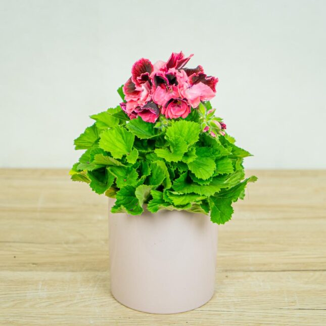 Mała Szklarnia pelargonia-wielokwiatowa-ombre