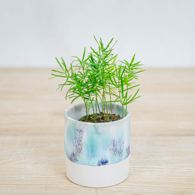 Mała Szklarnia szparag-sprengera-baby-asparagus-densiflorus-sprengeri