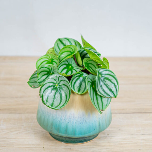 Mała Szklarnia peperomia-watermelon-argyreia