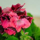 pelargonia-wielokwiatowa-ombre