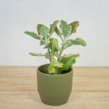 kalanchoe-beharensis-ucho-slonia