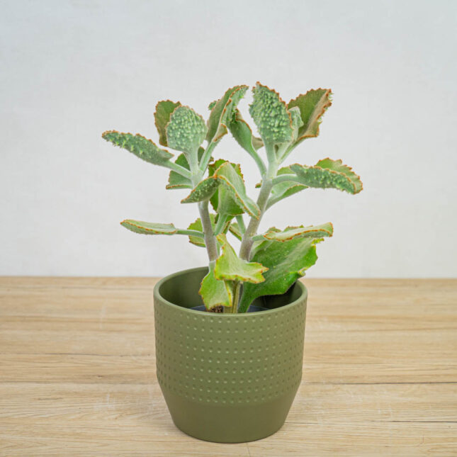 Mała Szklarnia kalanchoe-beharensis-ucho-slonia