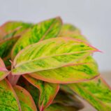 aglaonema-salmon-fantasy-golden-papaya