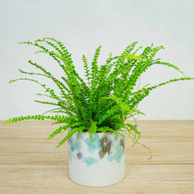 paproc-duffy-nephrolepis-cordifolia