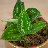scindapsus-tricolor