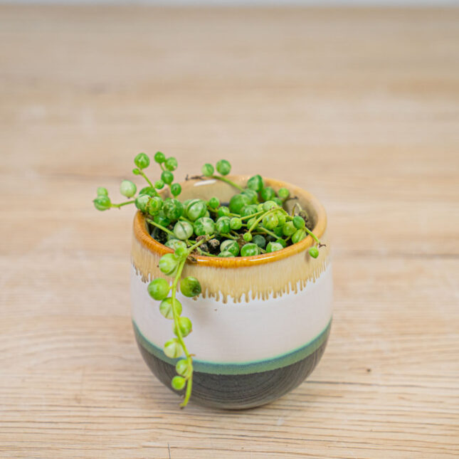 senecio-rowleyanus-variegata