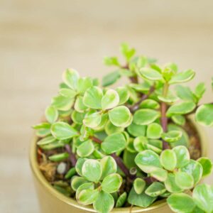 Portulacaria-afra-Variegata