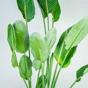 Strelicja królewska (strelitzia reginae)