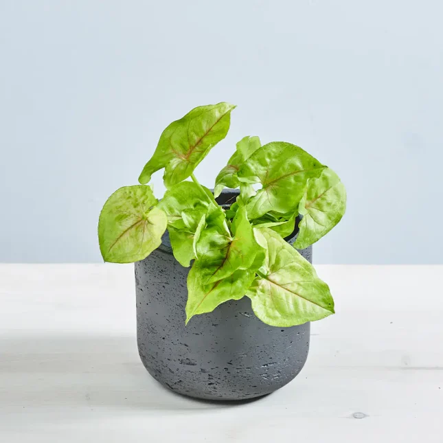 MS151k_0147_MS15 153 Syngonium golden allusion baby
