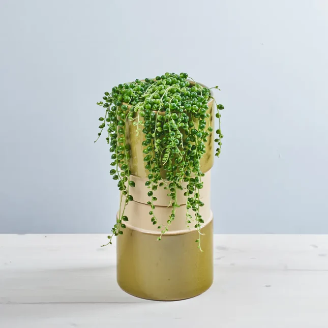 Senecio rowleyanus (starzec rowleya)