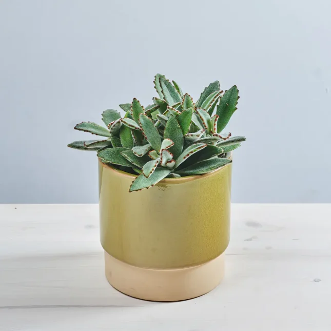 Kalanchoe tomentosa