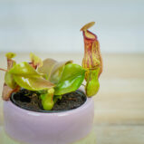 dzbanecznik-nepenthes-alata