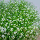 gipsowka-polna-gypsophila-muralis