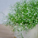 gipsowka-polna-gypsophila-muralis