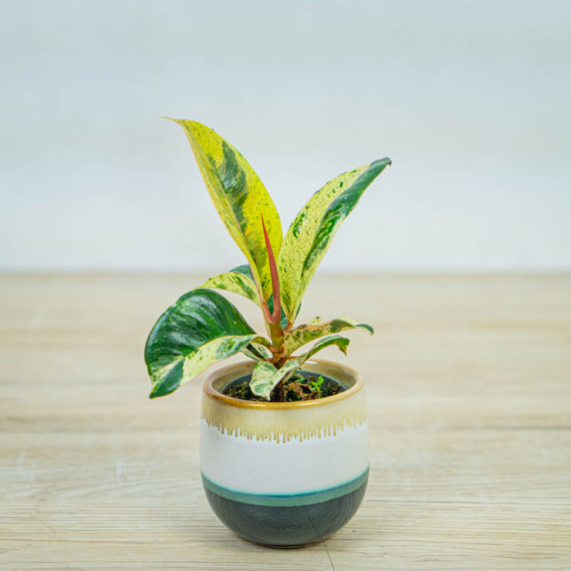 fikus-elastica-moonshine-shivereana-baby-ficus fikus-elastica-moonshine-shivereana-baby-ficus