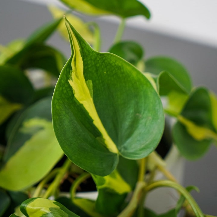 Zielony liść w kształcie serca z nutką żółtego koloru wzdłuż liścia.