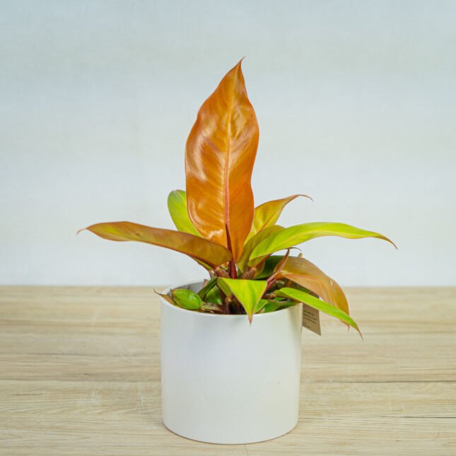 philodendron-prince-of-orange philodendron-prince-of-orange