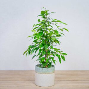 fikus-benjamina-anastasia-ficus