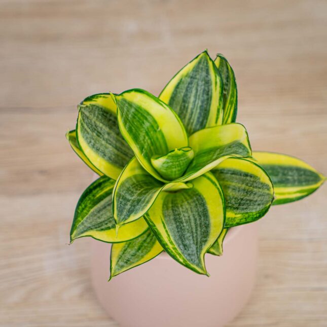 sansevieria-trifasciata-golden-hahnii sansevieria-trifasciata-golden-hahnii